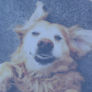Pet Icon