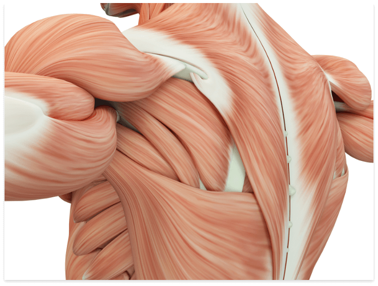 muscle anatomy